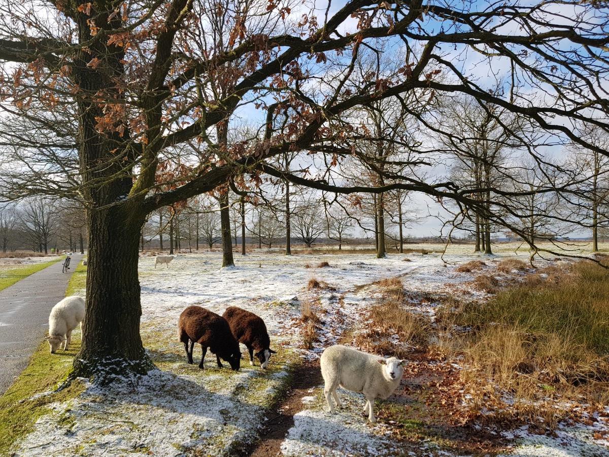 Hoeve Den Anholt Villa Ruinen Exterior foto